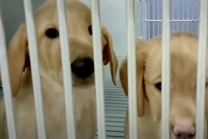 il-cruel-lab-e-stato-chiuso,-ma-il-programma-ha-mentito-sui-piani-per-i-cani