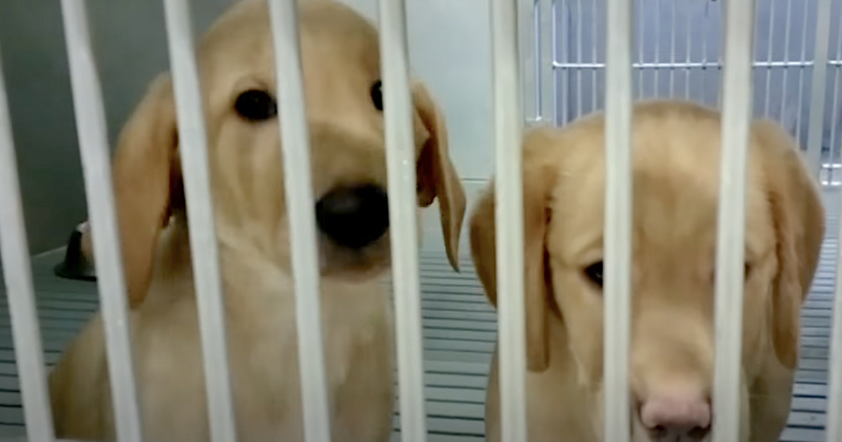 il-cruel-lab-e-stato-chiuso,-ma-il-programma-ha-mentito-sui-piani-per-i-cani