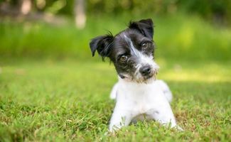 A cute black and white mixed breed dog lying in the grass head tilted