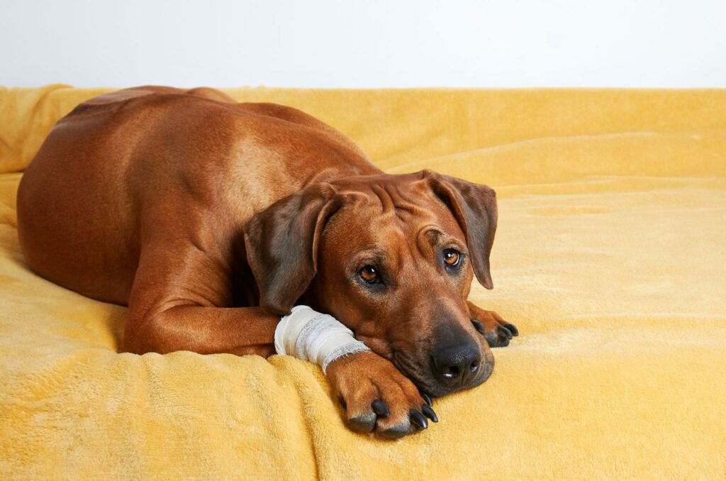 We don’t like to see our dog hurting. Learn how to administer first aid when your furry friend has an injury. Know when to seek professional medical care.