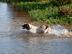 Dog swimming in pond
