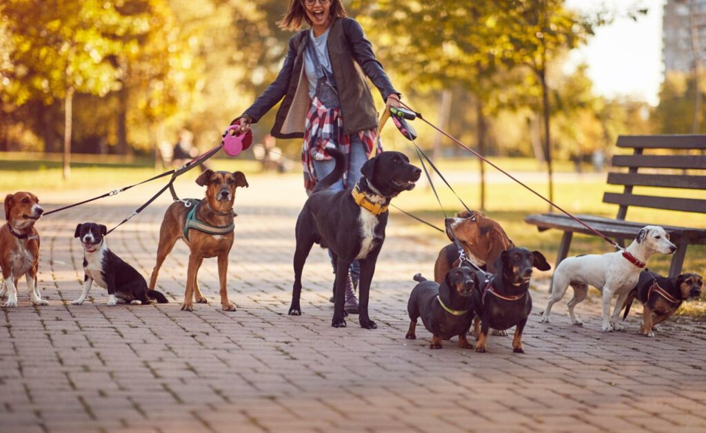 A woman walks a pack of dogs on a beautiful fall day. You can find and hire a dog walker by word of mouth, social media, or other ways. Read how here!