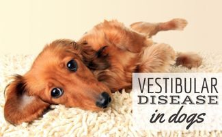 Longhaired dachshund puppy lying down on the carpet dizzy (Caption: Vestibular Disease In Dogs)