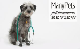 Studio Shot Of Lurcher Dog Wearing Stethoscope (Caption: ManyPets Pet Insurance Review)