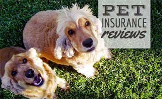 2 yellow dogs in grass (caption: Pet Insurance Reviews)