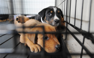 2 dogs in cage at shelter