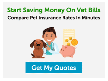 Cartoon of veterinarian petting dog next to piggy bank (Caption: Start Saving Money On Vet Bills, Compare Pet Insurance Rates In Minutes; Button Text: Get My Quotes)