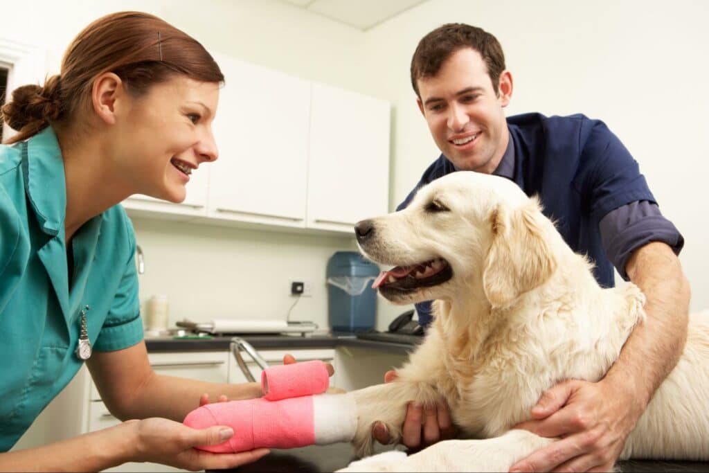 A yellow lab receives medical treatment from the vet for an injury on its paw. Read about items to keep on hand for a medical emergency.