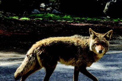 selvaggio-nel-vicinato-–-coyote