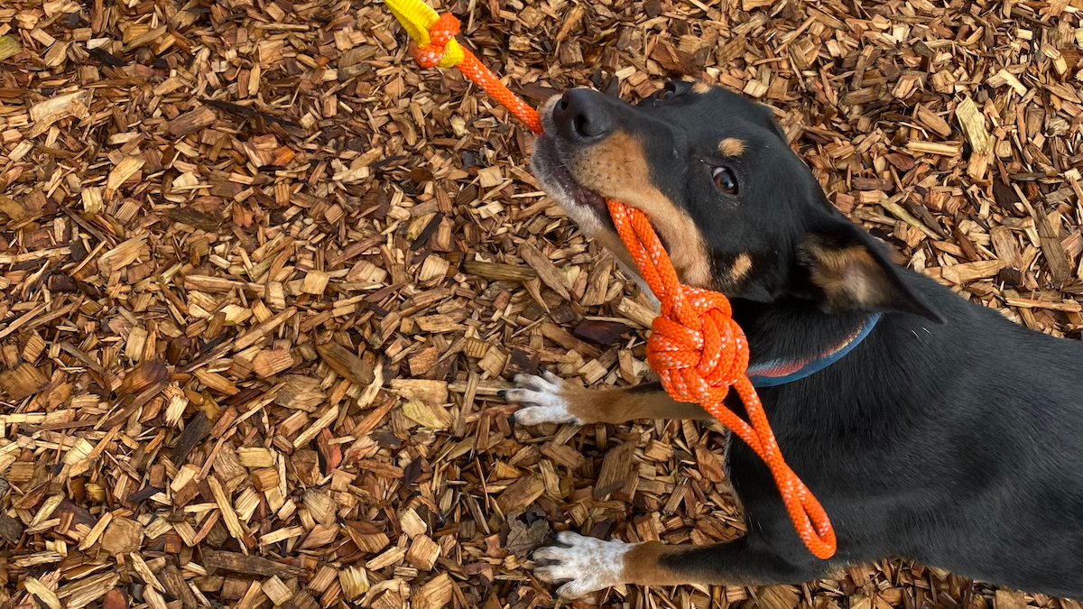 un-cane-puo-giocare-al-tiro-alla-fune-in-modo-indipendente-con-questo-giocattolo?