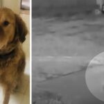 cane-scomparso-a-1.000-miglia-da-casa-avvistato-dalla-telecamera-1-anno-dopo