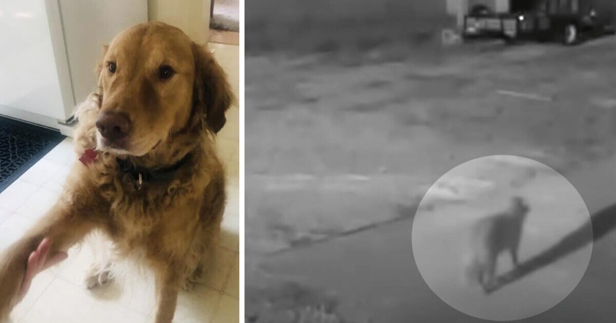 cane-scomparso-a-1.000-miglia-da-casa-avvistato-dalla-telecamera-1-anno-dopo