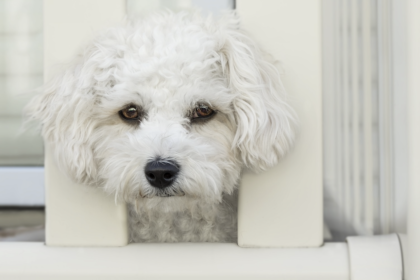 l-triptofano-per-cani:-scopri-come-puo-aiutare-i-cuccioli-ansiosi-a-rilassarsi