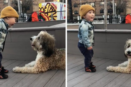 il-bambino-incontra-un-cane-per-la-prima-volta-e-si-mostra-sul-suo-viso