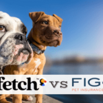 fetch-by-the-dodo-vs-figo:-scegli-la-migliore-assicurazione-per-animali-domestici-per-il-tuo-cane