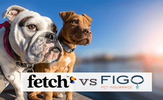 fetch-by-the-dodo-vs-figo:-scegli-la-migliore-assicurazione-per-animali-domestici-per-il-tuo-cane