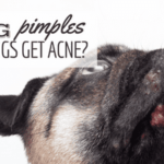 brufoli-di-cane:-i-cani-possono-avere-l'acne?