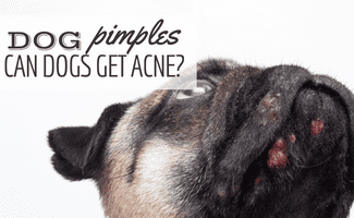 brufoli-di-cane:-i-cani-possono-avere-l'acne?