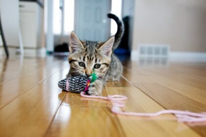 perche-ai-gatti-piace-cosi-tanto-giocare-con-le-corde?
