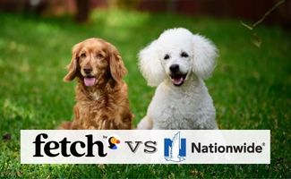 fetch-vs-national-pet-insurance:-e-migliore-e-piu-conveniente?