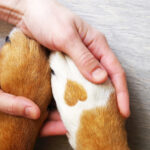 trupanion-vs.-pets-migliore-assicurazione-per-animali-domestici:-un-confronto-approfondito