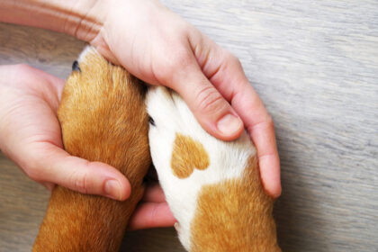 trupanion-vs.-pets-migliore-assicurazione-per-animali-domestici:-un-confronto-approfondito
