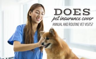 l'assicurazione-per-animali-domestici-copre-le-visite-veterinarie-annuali-e-di-routine