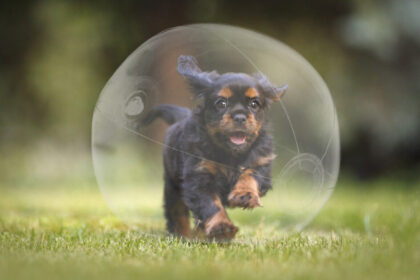 proteggi-il-tuo-cane-dal-mondo-con-wubble:-la-bolla-protettiva-per-cani