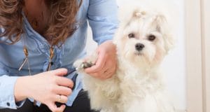 a dog waits patiently as her owner clips her nails