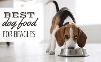 il-miglior-cibo-per-cani-per-beagle