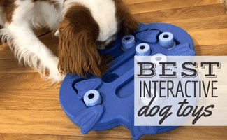 i-migliori-giocattoli-interattivi-per-cani:-puzzle,-giochi-e-modi-per-stimolare-il-tuo-animale-domestico