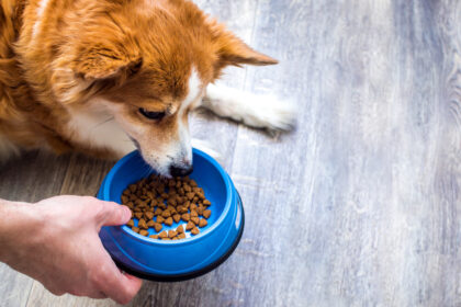 i-nostri-standard-durante-la-revisione-degli-alimenti-per-cani
