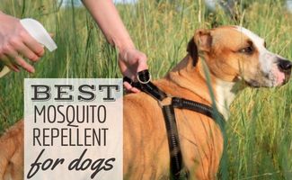 il-miglior-repellente-per-zanzare-per-cani:-topico,-spray,-collare,-integratori-e-altro