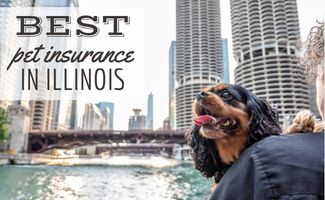 la-migliore-assicurazione-per-animali-domestici-in-illinois:-aziende-recensite-a-chicago-e-altro-ancora
