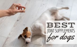 8-migliori-integratori-articolari-per-cani:-per-artrite,-displasia-dell'anca,-anziani-e-altro