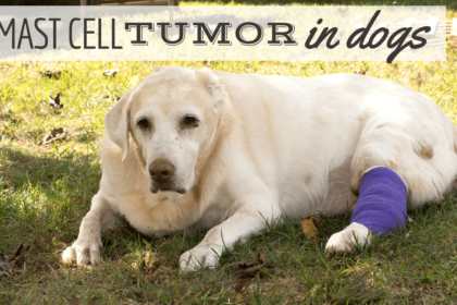 tumore-dei-mastociti-nei-cani:-diagnosi,-trattamento-e-altro