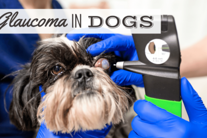 glaucoma-nei-cani:-cause,-sintomi,-trattamento-e-altro
