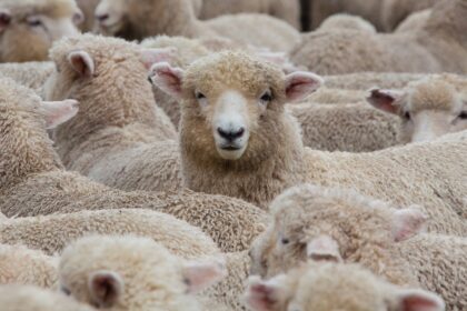 quanto-ne-sai-sulle-pecore-e-la-loro-lana?