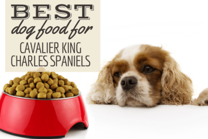 il-miglior-cibo-per-cani-per-cavalier-king-charles-spaniel:-cuccioli,-adulti,-anziani-e-sovrappeso