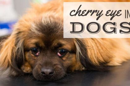 cherry-eye-nei-cani:-sintomi,-opzioni-di-trattamento-e-cause