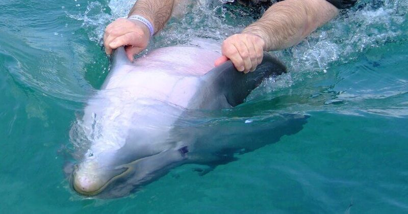 cruelty-di-marine-park:-il-fotografo-di-“swim-with-dolphins”-rivela-tutto