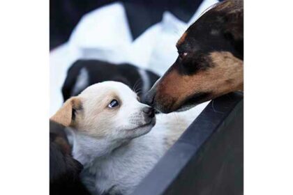 gli-amanti-dei-cani-si-uniscono-per-gli-animali-domestici-in-ucraina