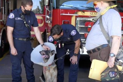 vicini-e-vigili-del-fuoco-si-precipitano-a-salvare-il-cane-di-servizio-del-veterano-investito-in-auto