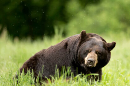 fotografi-di-fauna-selvatica-a-mod:-l'unico-modo-in-cui-gli-orsi-dovrebbero-essere-fotografati-e-attraverso-un-obiettivo