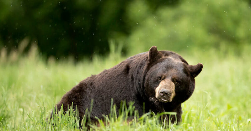 fotografi-di-fauna-selvatica-a-mod:-l'unico-modo-in-cui-gli-orsi-dovrebbero-essere-fotografati-e-attraverso-un-obiettivo
