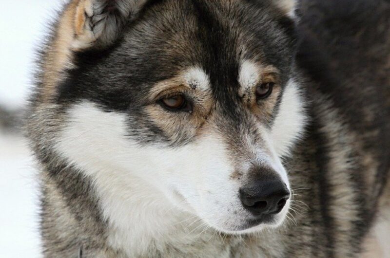 il-cane-da-slitta-furtivo-sopravvive-a-tre-mesi-persi-nel-deserto-dell'alaska