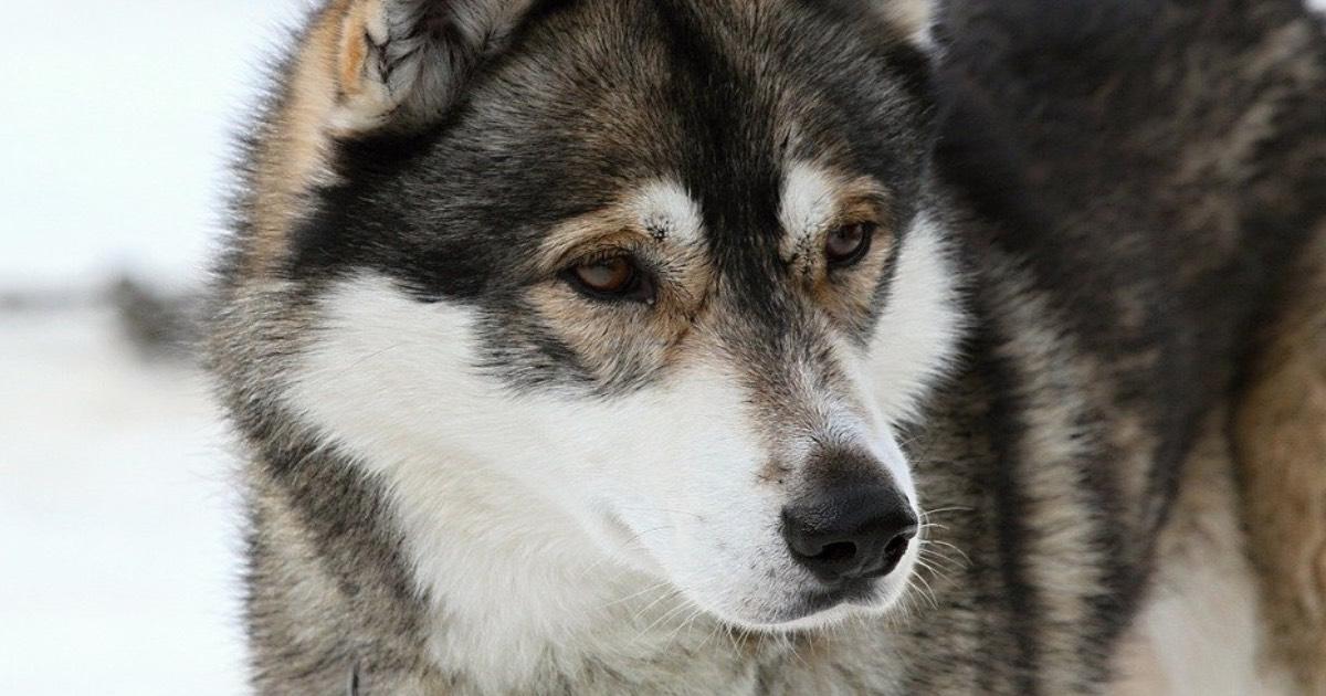 il-cane-da-slitta-furtivo-sopravvive-a-tre-mesi-persi-nel-deserto-dell'alaska
