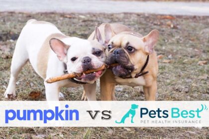 pumpkin-vs-pets-best:-confronta-le-differenze-e-vedi-qual-e-il-migliore
