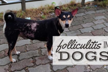 follicolite-nei-cani:-sintomi,-trattamento-e-prevenzione