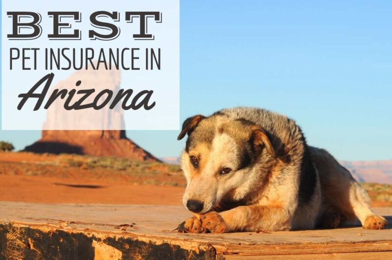 la-migliore-assicurazione-per-animali-domestici-in-arizona:-aziende-recensite-a-phoenix,-scottsdale,-tuscon-e-altro